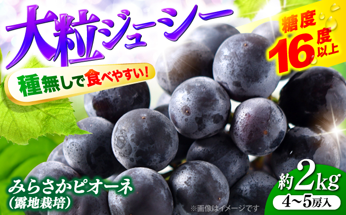 【2026年先行予約】みらさかピオーネ（露地栽培）2kg 4から5房入 ＜8月下旬頃から順次発送＞ フルーツ ギフト ピオーネ ぶどう 果物 三次市/みらさかピオーネ直売所 [APBE004]
