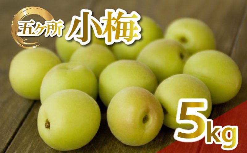 
            梅 約 5kg 3L～4L うめ 生梅 青梅 旬 期間限定 梅酒 梅干し 梅干 ジャム シロップ ジュース 五ヶ所小梅 三重県 南伊勢町 伊勢 志摩 JA伊勢
          