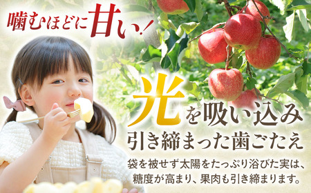 青森県産りんご サンふじ 約5kg 2027年1月下旬～ りんご