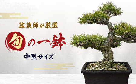 緑の芸術盆栽（中型サイズ）/ 盆栽 ぼんさい 盆栽松 盆栽鉢 松 初心者 観葉植物 インテリア 室内 癒し 和モダン 庭木 門出 お祝い プレゼント ギフト / 稲沢市 / 芳津園 [BMAI002]