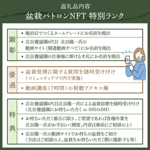 NFT クラウドファンディング 盆栽パトロン 高松盆栽 支援 非日常体験　盆栽パトロンNFT 特別ランク【T183-003】