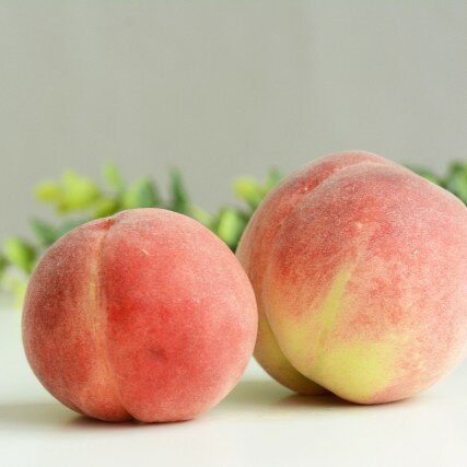 【ふるさと納税】 南信州産 秋桃 白桃 約3kg | 果物 くだもの フルーツ 柿 桃 もも 白桃 秋桃 ジューシー 長野県 信州 南信州 飯田市 H20