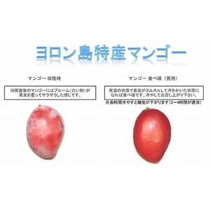 【2026年7月下旬より発送】【先行予約】平均糖度13度以上！アップルマンゴー約1kg（2~3玉）| マンゴー