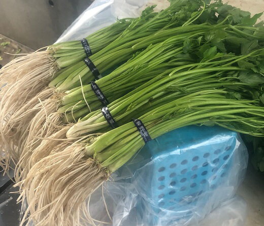 【ふるさと納税】三関セリ 5束 秋田産 せり 根付き 鍋 野菜 旬 産地直送 新鮮 冬野菜 秋田名物 きりたんぽ鍋 天ぷら セリしゃぶ 伝統野菜 郷土料理【三関ゆめ蔵ぶ直売所】[M2601]