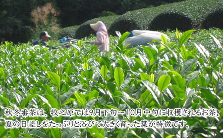 038-13 秋冬番茶 500g×5本