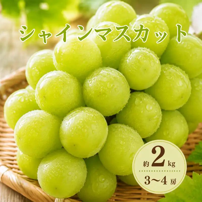 シャインマスカット 約2kg 3～4房 岡山県新見市 大原観光果樹園 【先行予約 2026年9月中旬から順次発送】