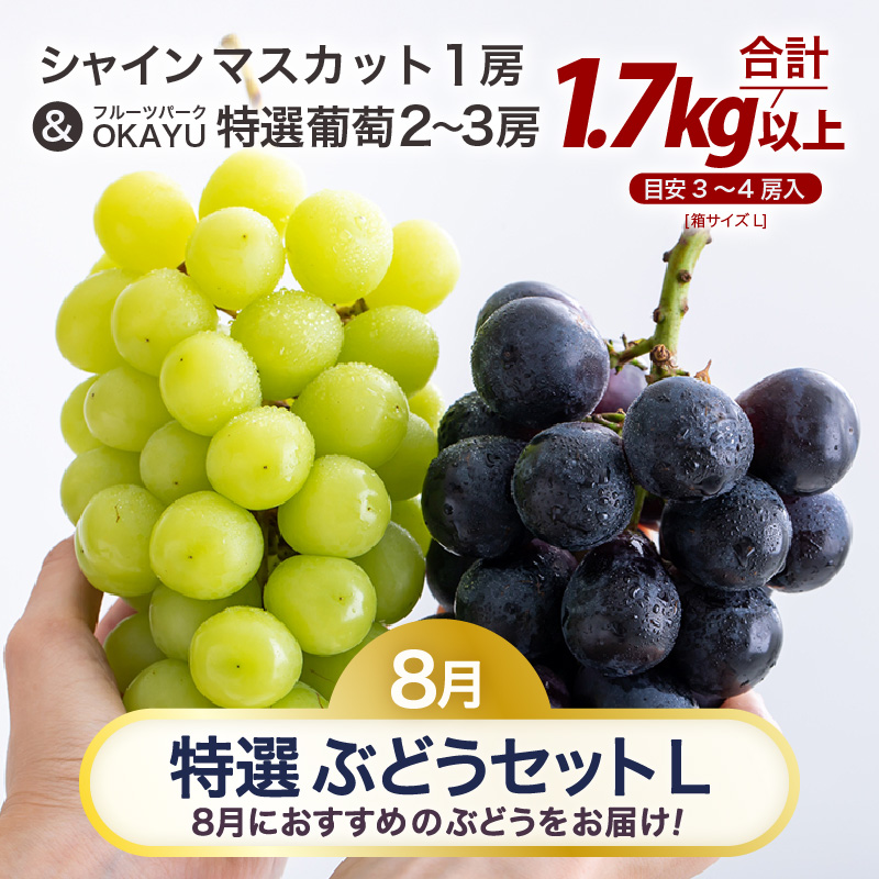 【先行予約】8月特選 ぶどうセットL 1.7kg以上（3～4房）／ 葡萄 シャインマスカット シャイン 品種 おまかせ あわら 農家おすすめ ※2025年8月より順次発送