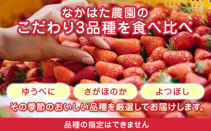 【先行予約】【全6回定期便】いちご食べ比べ セット 3品種 総計6.0kg ( 250g × 4P × 6回 ) 農園直送 熊本県産 山都町産 イチゴ ストロベリー【なかはた農園】[YBI004]