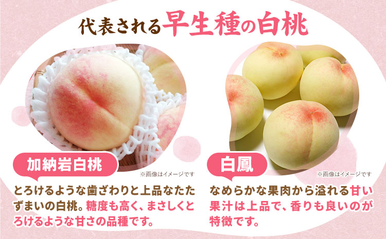 【令和7年度先行予約】岡山県産 白桃 内容量 3玉（約800g） クール便 晴れの国 おかやま館(フルーツランド岡山) 《2025年7月上旬-8月中旬頃出荷》岡山県 浅口市 白桃 桃【配送不可地域あり