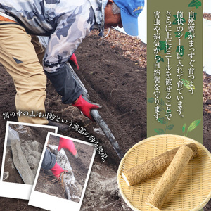 ＜先行予約受付中・2025年11月下旬～12月上旬頃から順次発送予定＞≪期間限定≫鹿児島県産自然薯1.8kg以上(１本掘り2本入り) 自然薯 山芋 贈り物【曽於市観光協会】A133-v01