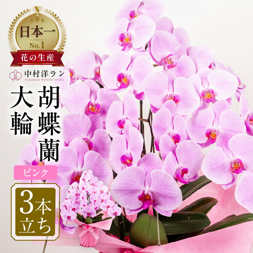 【ふるさと納税】胡蝶蘭 大輪 ピンク 3本立ち (30輪以上) 中村洋ラン 陶器鉢寄せ植え ギフト 鉢花 蘭 プレゼント 洋ラン 生花 お花 お祝い 開店祝い 就任祝い お供え 蘭 母の日 開店 新築祝い 記念日 ギフト 贈り物 田原市 【渥美半島たはらブランド】