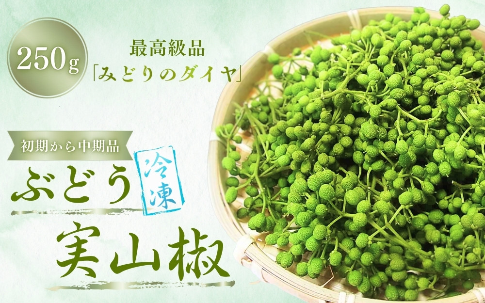 
                   冷凍ぶどう山椒（初期から中期品）250g / 山椒 さんしょう ぶどう山椒 ぶどうさんしょう 香辛料 薬味 調味料 生山椒 和歌山県 紀美野町 生実山椒【twn021】
                