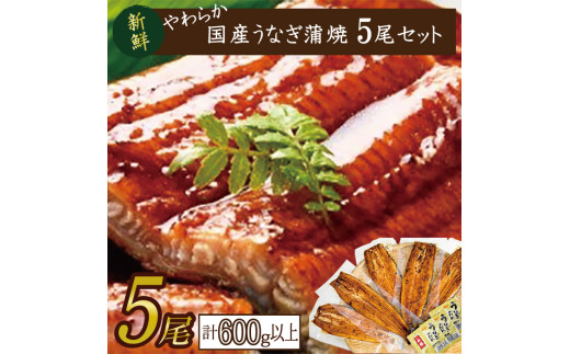 やわらか国内産うなぎ蒲焼満足サイズ！120～140g 5尾　計600g以上|うなぎ 鰻 蒲焼 満足 茨城県 行方市(AD-82-1)