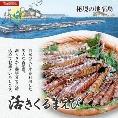 ふるさと納税 松浦市 新松浦漁協  活きくるまえび　400g |  | 02