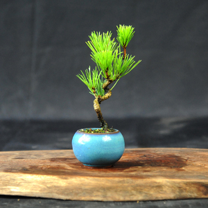 赤石の泉 黒松（鉢植え） S-27