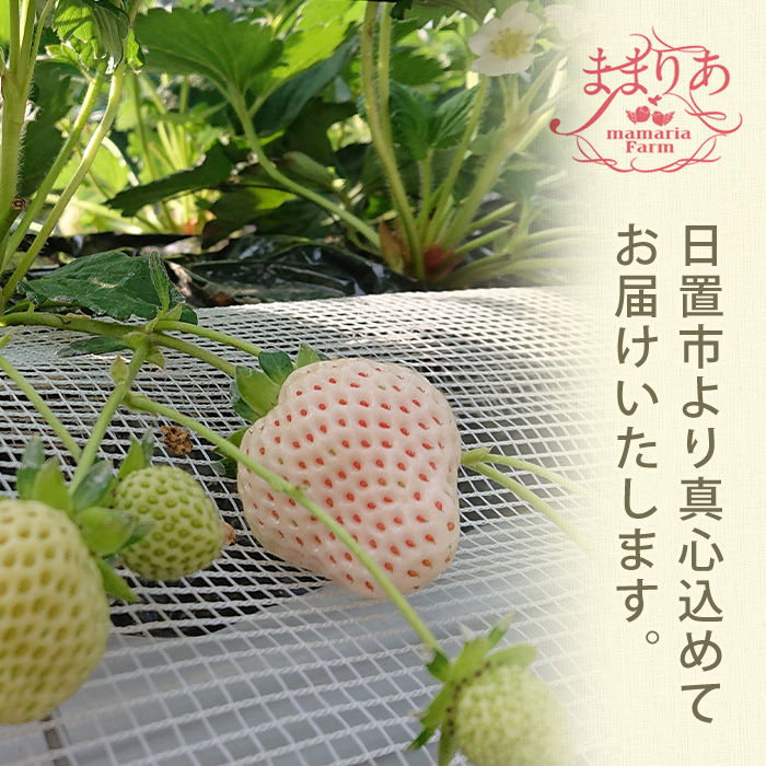 No.1139 ＜先行予約受付中！＞白いちご エンジェルエイト(約600g～1.04kg) 国産 九州産 鹿児島 日置市 生鮮食品 苺 イチゴ 白苺 果物  フルーツ 天使のいちご【ままりあ農園】