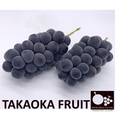 
                  「産地より信州中野の旬をお届け」 種なし巨峰　贈答用　約1.8kg　【1311075】
                