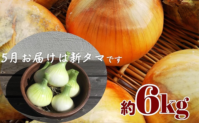 観音寺産 採れたての たまねぎ　約6kg 野菜 玉ねぎ タマネギ