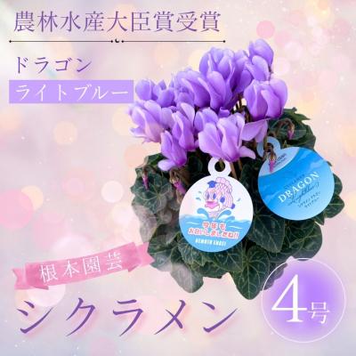ふるさと納税 南相馬市 【2026年 先行予約】シクラメン ドラゴン ライトブルー 4号 | 花ギフト 花苗 鉢植 根本園芸