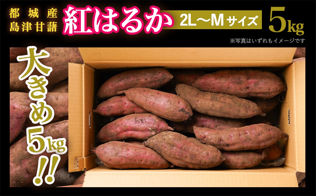 先行受付!【11月お届け】島津甘藷　熟成紅はるか 5kg(2L～M)_LD-A701-11