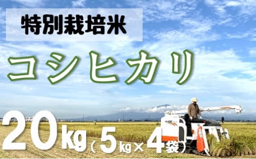 【令和6年産・精米】米蔵いいの特別栽培米コシヒカリ20kg（5kg×4袋）　※10月上旬ごろから順次発送開始