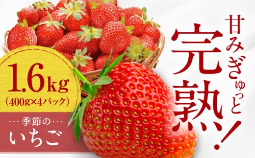 いちご 【先行予約】季節のイチゴ詰め合わせ 400g×4パック ＜2026年4月下旬以降発送＞ ／ いちご イチゴ 苺 果物 フルーツ 国産 産地直送 農家直送いちご イチゴ 苺 果物 フルーツ 高糖度 旬 大容量 産地直送 愛媛 内子町 国産 ふるさと納税 お取り寄せ ギフト 四国 特産品 甘い お取り寄せ ギフト 贈り物 四国 【周年観光農園エコファームうちこ】 [BKBW003]