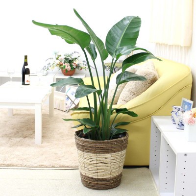 
                  【観葉植物】オーガスタ 8号 ストライプバスケット鉢カバー 土の表面：ウッドチップ 【観葉植物 インテリア 部屋 おしゃれ 福岡県 筑前町 送料無料 AG033】【202609】
                