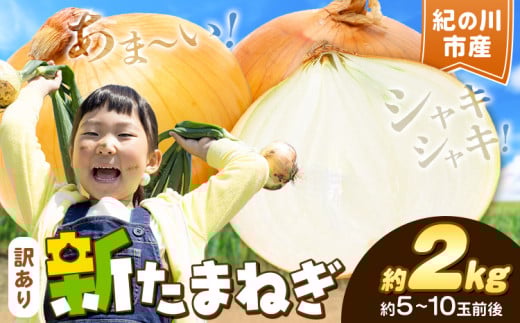 シャリっと旬の味! 訳ありたまねぎ 新玉ねぎ 紀の川市産 約2kg(約5-10玉前後) 不選別《5月下旬-7月中旬頃出荷》和歌山県 紀の川市 送料無料 野菜 玉葱 新玉ねぎ 新たま 旬 お取り寄せ 訳あり野菜 訳あり玉ねぎ 訳あり 玉ねぎ