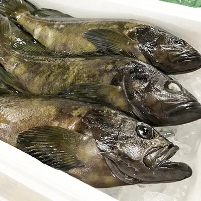 ふるさと納税 日出町 日出産とらふぐ刺身とくえ刺身の味くらべ(3〜4人前) |  | 03