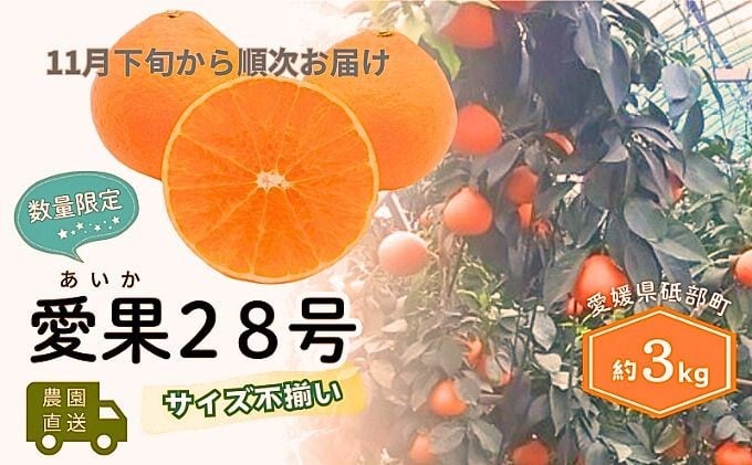 
            【数量限定！申込12月31日まで】訳アリ 愛果28号 サイズ不揃い 約3kg 11月下旬から順次発送 ＜ハウス栽培 家庭用 先行予約 サイズお任せ 紅まどんな  みかん 農園直送 愛媛 砥部町 箱＞[№5310-0249]
          