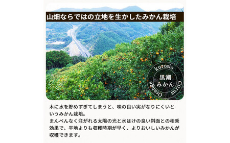 有田みかん約5kg　家庭用　頑固オヤジのこだわりみかん　※2024年11月中旬～2025年1月上旬頃より順次発送予定【krf004-c-5】