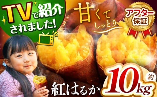 さつまいも TVで紹介！ 【 アフター保証 】甘くておいしい！ 紅はるか 10kg ｜ さつまいも サツマイモ 芋 いも 野菜 紅はるか べにはるか 1kg 5kg 10kg