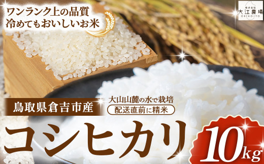 ※10月配送分【令和7産米】倉吉市産 コシヒカリ 10kg（5kg×2袋）大江農場 数量限定 令和7年産米 精米 お米 米 こめ コメ 白米 こしひかり コシヒカリ ブランド米