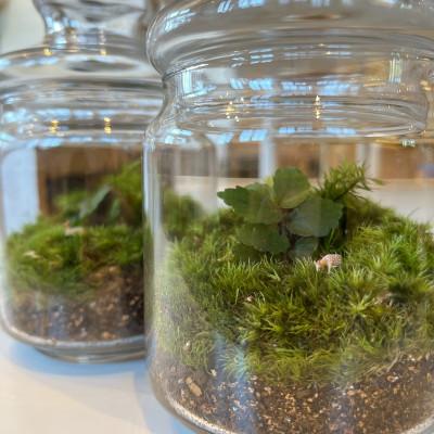 ふるさと納税 屋久島町 苔のテラリウム |  | 03