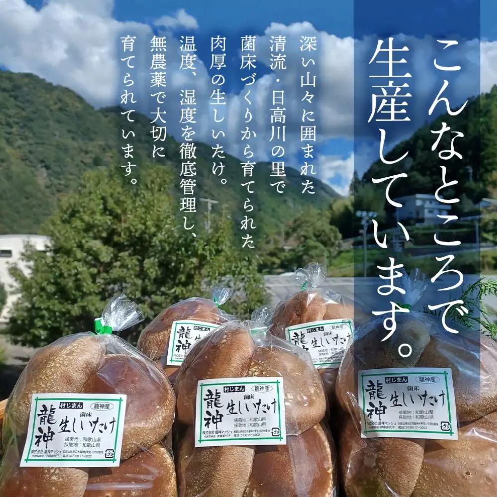 しいたけ 龍神マッシュの生しいたけ10袋セット 【mas003】