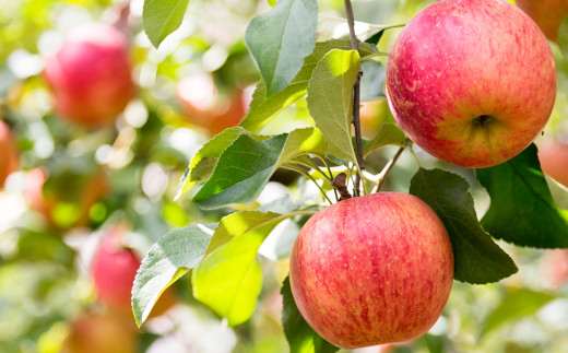 りんごの産地 北海道産 りんご ジュース アップルジュース りんごのほっぺ 1L × 5本 果汁100% ストレート 紙パック ジュース 飲料 果物 フルーツ りんご アップル 美味しい お取り寄せ 