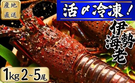  【漁師直送／活〆冷凍】 冷凍 伊勢海老 （１kg／２〜５尾） 海老 海老 海老 海老 海老 仲野水産 