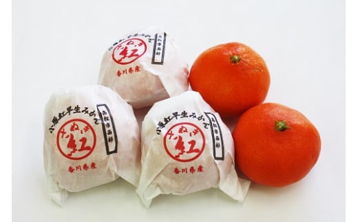『越冬小原紅早生みかん』約3kg【予約受付中！令和8年1月中旬より発送！】【B-33】