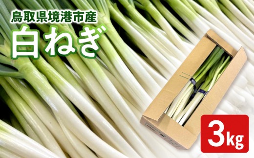 ＜11月上旬～4月下旬発送予定＞白ねぎ(3kg) 【鳥取県 境港市】