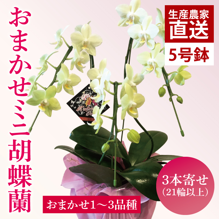 花農家応援企画！！おまかせミニ胡蝶蘭（3本寄せ）【お花 花 コチョウラン 胡蝶蘭 蘭 ラッピング 贈り物 プレゼント 誕生日 お祝い 誕生日 母の日 父の日 敬老の日 鹿嶋市 茨城県】（KAR-10）