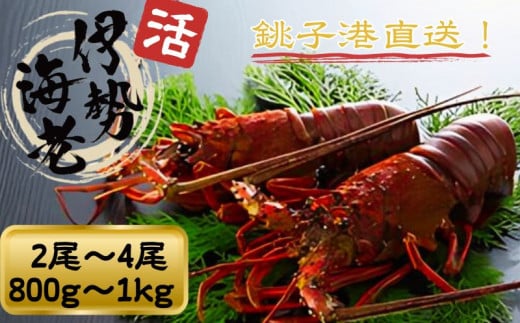 活 伊勢海老 数量限定 約800g～1kg 天然 銚子港水揚げ イセエビ 海老 えび 刺身 魚 甲殻類 魚介 魚貝 冷蔵 送料無料 ボイル バーベキュー アウトドア エビフライ 人気 高級 おススメ 