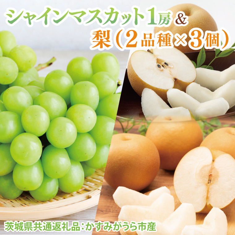 【先行予約】【2025年8月より順次発送】シャインマスカット1房と梨（2品種×3個）（茨城県共通返礼品：かすみがうら市産）｜マスカット なし フルーツ 果物 くだもの セット 数量限定 茨城県 大子町（CD136）