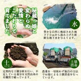【春限定・数量限定】牧さんの訳ありメロン 赤玉(赤肉)計2玉 b0-122
