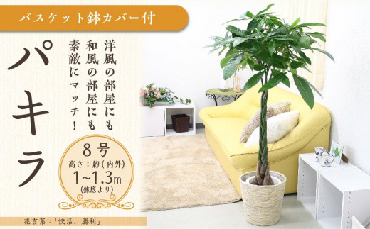 【観葉植物】パキラ 8号 ホワイトバスケット鉢カバー 土の表面:ウッドチップ【観葉植物 植物 鉢付 インテリア 部屋 室内 オフィス 癒し エコ グリーン マイナスイオン リラックス オシャレ おしゃれ ギフト プレゼント 贈り物 人気 おすすめ  福岡県筑前町 送料無料 AG017】