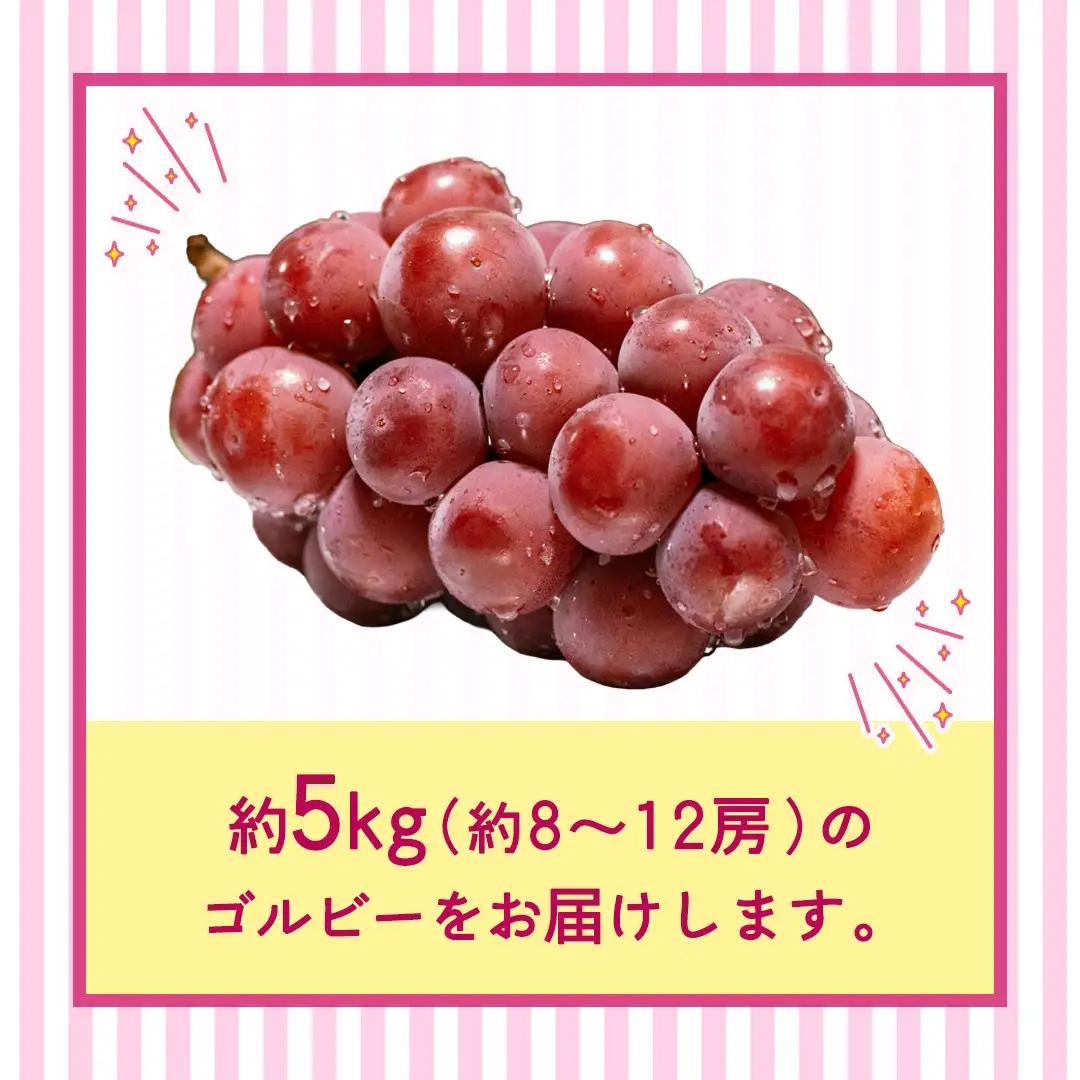 ゴルビー 約5kg(約8～12房)【2026年9月より発送開始】（茨城県共通返礼品 [ぶどう]：結城市産） │ ぶどう 赤ぶどう 高級 希少品種 大粒 甘い 果物 フルーツ 旬