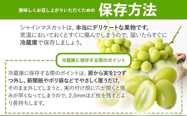 シャインマスカット 約2kg (3-4房)【配送不可地域あり】（北海道・沖縄・離島） 花田青果株式会社《9月上旬-10月末頃出荷》マスカット 送料無料 岡山県 浅口市 シャインマスカット ぶどう フル