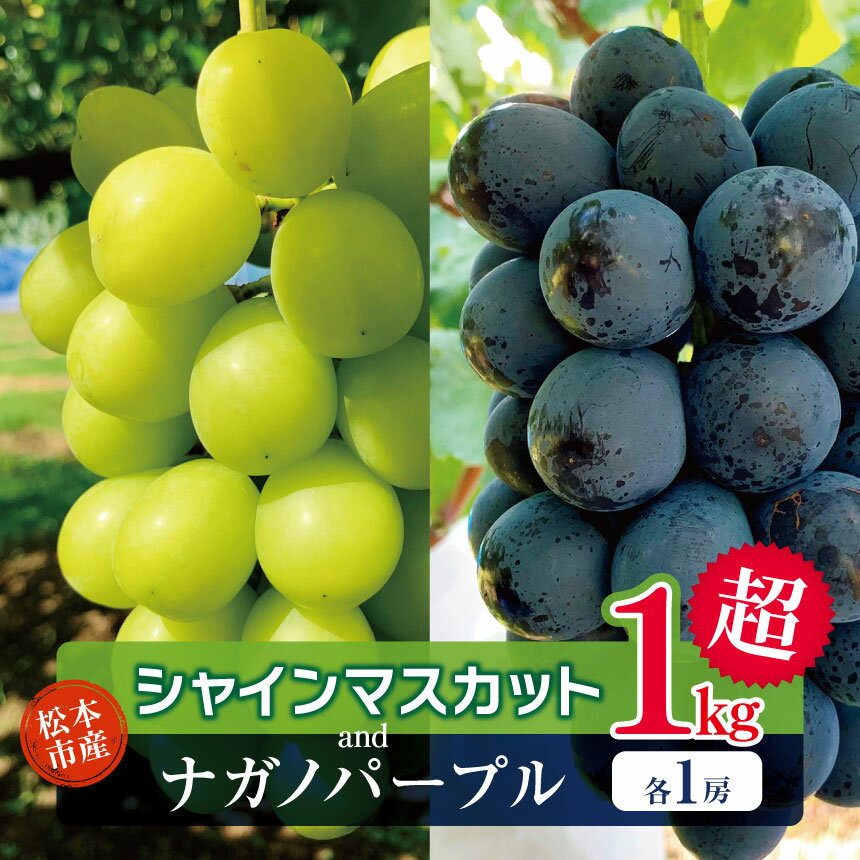 【ふるさと納税】【2026年発送】 先行予約 松本市産 贈答用 シャインマスカット、ナガノパープル　各1房（1kg超）｜ 贈答 プレゼント シャインマスカット しゃいんますかっと ナガノパープル ぶどう ブドウ 葡萄 くだもの 果物 ふるーつ フルーツ 長野県 松本市
