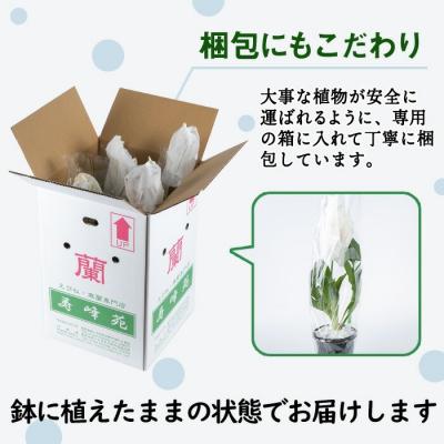 ふるさと納税 いちき串木野市 【個数限定】<3月末まで受付 >寿峰苑特選えびね蘭店主おすすめ開花済Cコース |  | 02
