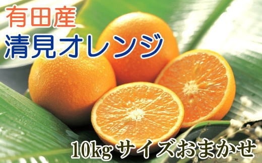 
[厳選]有田産清見オレンジ約10kg（サイズおまかせ・秀品）　
