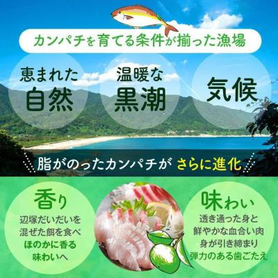 ふるさと納税 肝付町 産地直送!辺塚だいだいカンパチ(約3.5kg・1本) 　B08002 |  | 02
